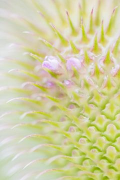 Close-up van een kaardebol van Danny Slijfer Natuurfotografie
