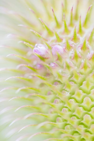 Close-up of a teasel by Danny Slijfer Natuurfotografie