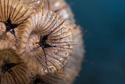 Een stukje met de warme bruintinten van gedroogde Scabiosa (met blauwe achtergrond)