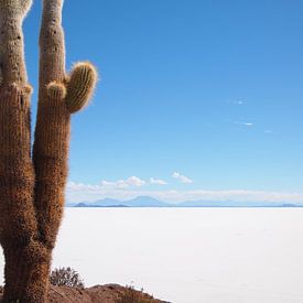 De cactus en het zout van iPics Photography