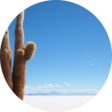 De cactus en het zout van iPics Photography