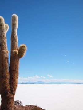 The cactus and the salt by iPics Photography