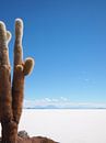 Der Kaktus und das Salz von iPics Photography Miniaturansicht
