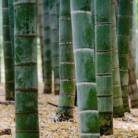 La forêt de bambous à Kyoto, au Japon sur Michael Bollen