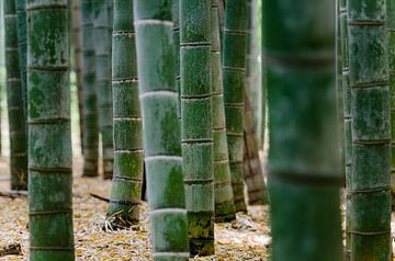 La forêt de bambous à Kyoto, au Japon