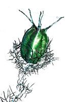 Lady in Green