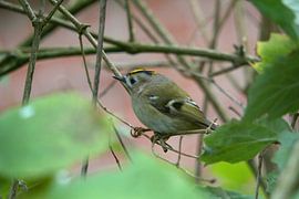 Winter Goldcrest