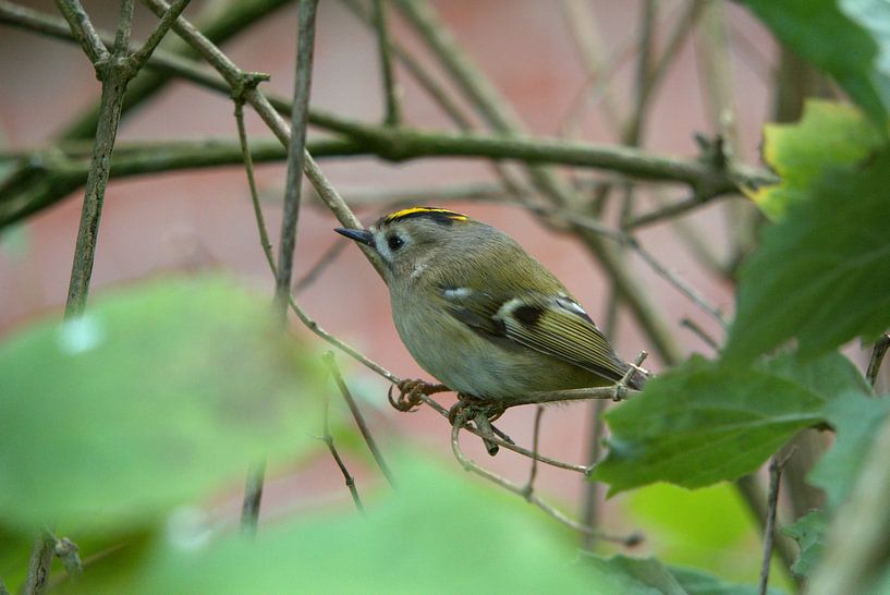 Winter Goldcrest by Ines Thun