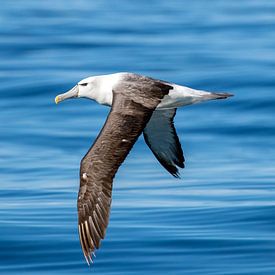 White-capped Albatross, Thalassarche steadi by Beschermingswerk voor aan uw muur