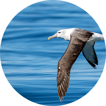 White-capped Albatross, Thalassarche steadi van Beschermingswerk voor aan uw muur