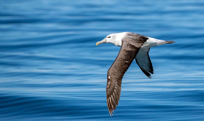 White-capped Albatross, Thalassarche steadi by Beschermingswerk voor aan uw muur