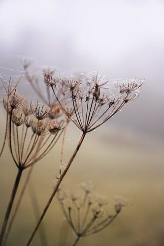 Morgentau an einem nebligen Novembertag