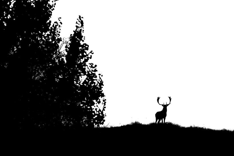 Retour à la simplicité par Pim Leijen