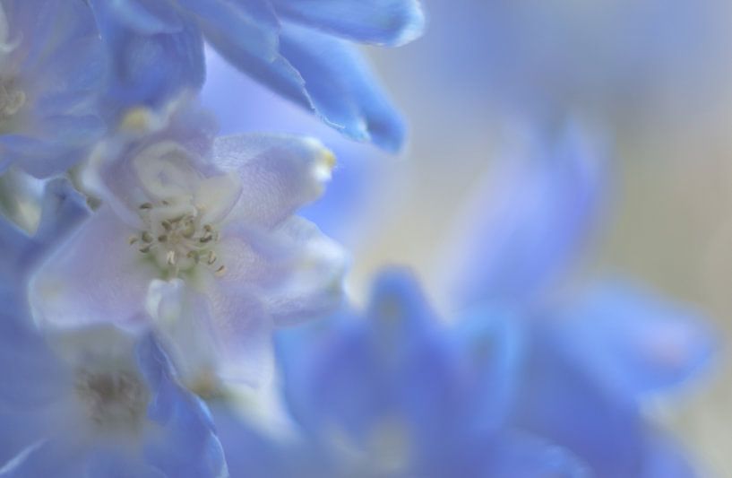 Baby blauw van Minie Drost