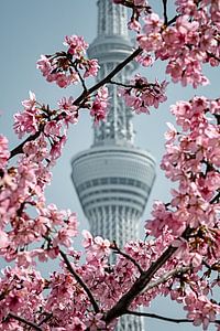 Fleur de cerisier à Tokyo, Japon