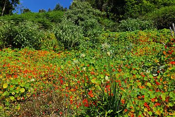 Bunte Wiese am Hang