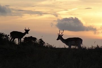 fallow deer, damhert, hert, sunset van Yvonne Steenbergen