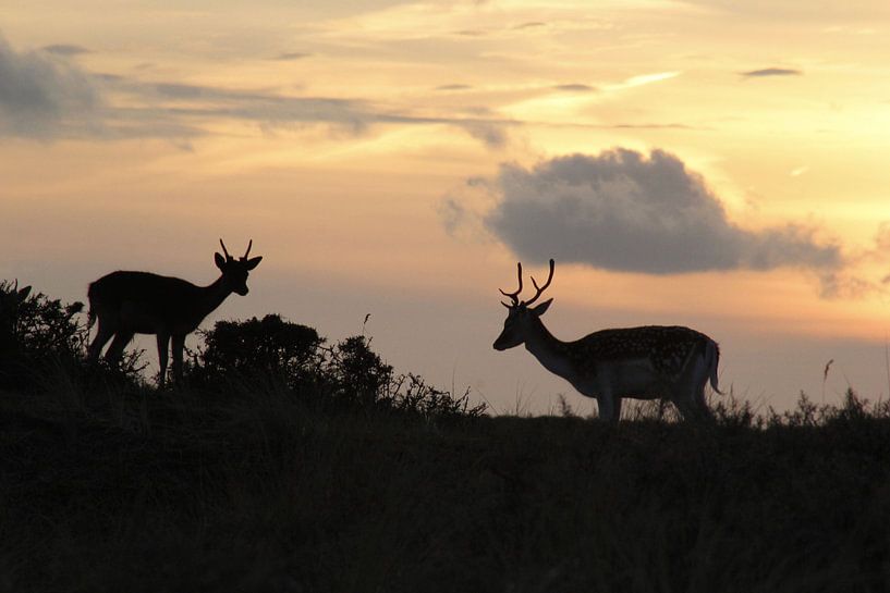 fallow deer, damhert, hert, sunset par Yvonne Steenbergen
