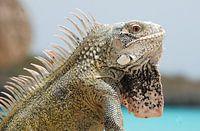 Iguana leguaan