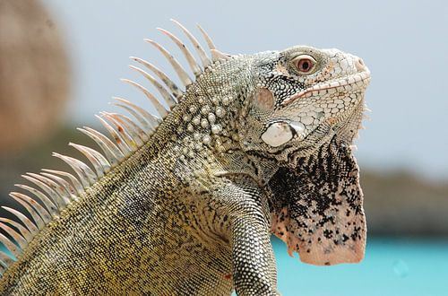 Iguana
