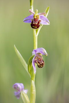 Bloei van de Bijenorchis - Ophrys apifera van Onno Wildschut