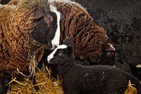 Newborn Lammetje