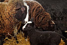 Newborn Lammetje by Nico van Haastrecht