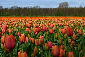 Tulpen sur Michel van Kooten