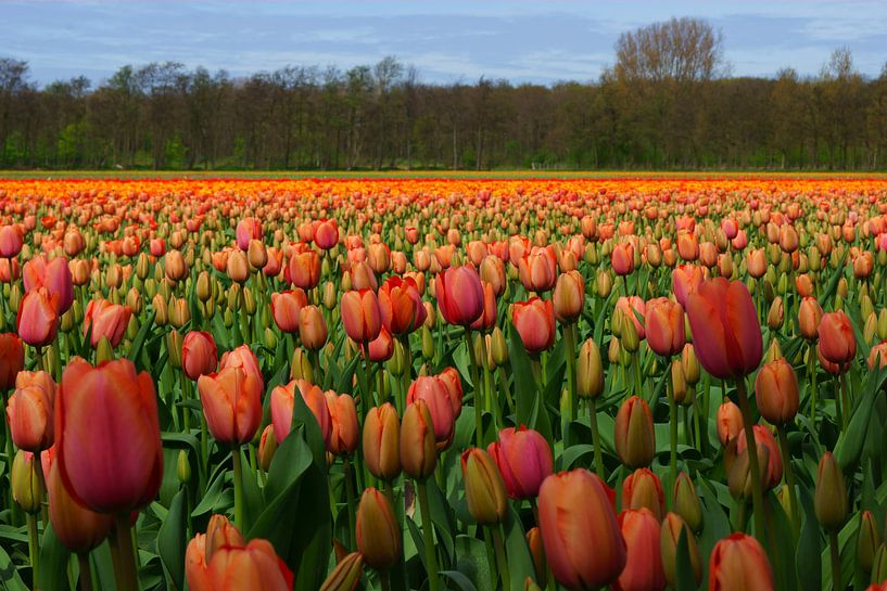 Tulpen van Michel van Kooten