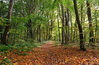 Autumn forest by Ostsee Bilder thumbnail
