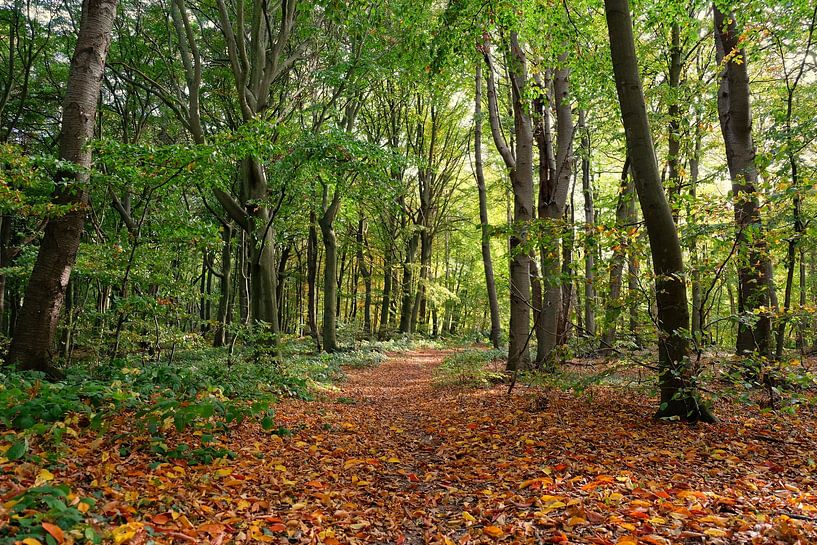 Autumn forest by Ostsee Bilder