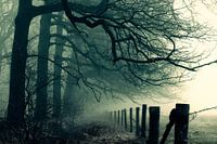 Winter Mist