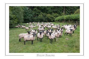 Ewe looking at me? van Richard Wareham