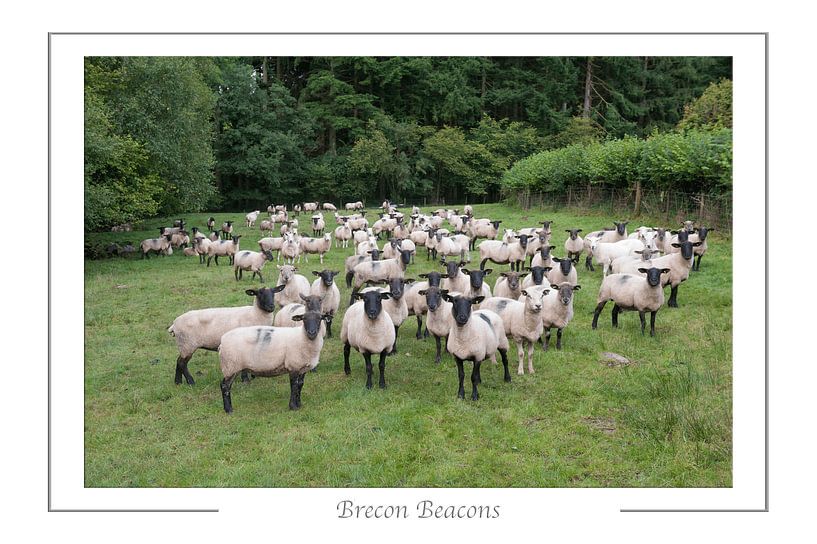 Ewe looking at me? by Richard Wareham