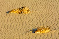 Jackals in the last light in Namibia
