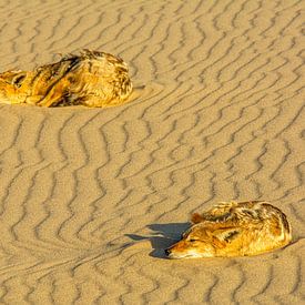 Jakhalzen in het laatste licht in Namibië van Corno van den Berg