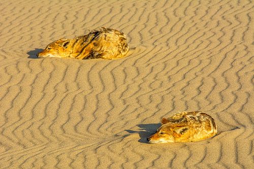 Jakhalzen in het laatste licht in Namibië
