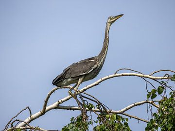 Un héron cendré sur un arbre sur Teresa Bauer