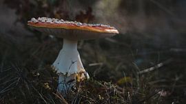 Rot mit weißen Punkten Pilz . von iwan faber