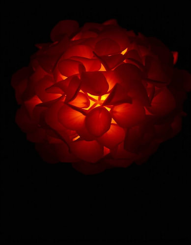 „Ember Hydrangea X“