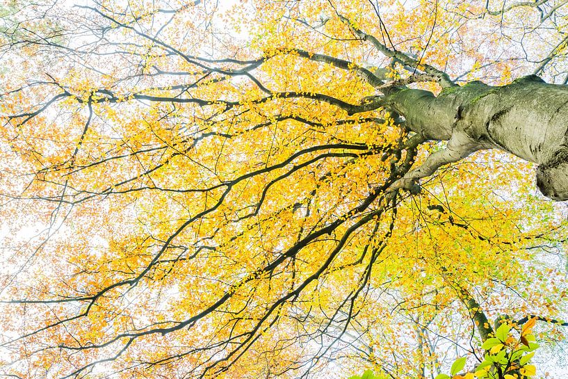 Autumn on the Veluwe by Danny Slijfer Natuurfotografie