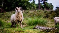 Drenthe heath sheep by Robert Geerdinck thumbnail