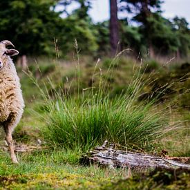 Drenthe heath sheep by Robert Geerdinck