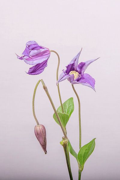 Clematis /flower/ broken in the bud/ Clematis /flower/ broken in the button by Corinne Cornelissen-Megens