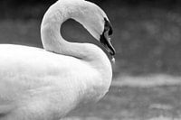 Zwaan close up