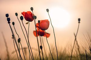 Coquelicots dans le contre-jour du soir
