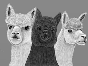 Alpacas by JoritoW