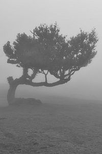 Arbre étranger