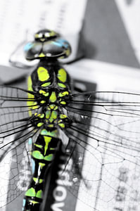 odonata