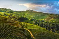 Vignobles sur les collines des Langhe le matin